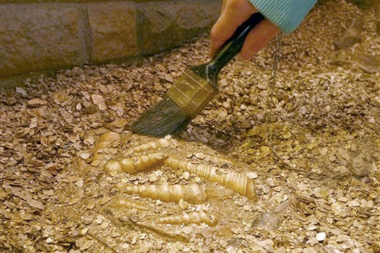 The Fossil House